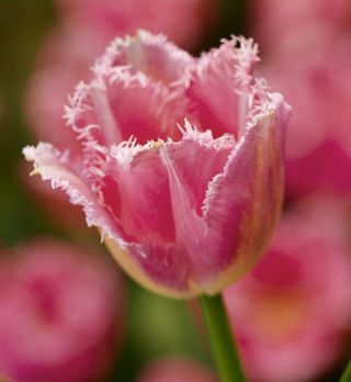 Tulipan Fancy Frills - 5 cebulek