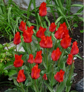 Tulipan Red Riding Hood - 5 cebulek
