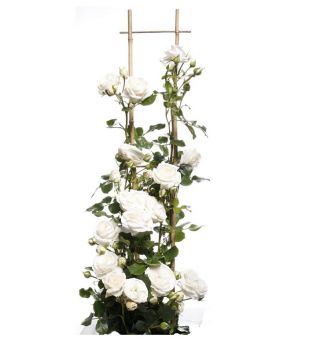 Róża pnąca biała - sadzonka z bryłą korzeniową