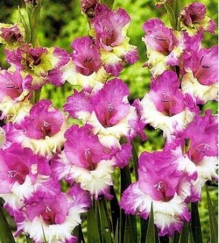 Gladiolus - Mieczyk Maggie - 5 cebulek