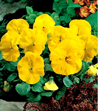 Bratek wielkokwiatowy - żółty - 400 nasion