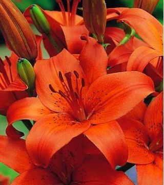 Lilia azjatycka pomarańczowa - Orange - 1 cebula