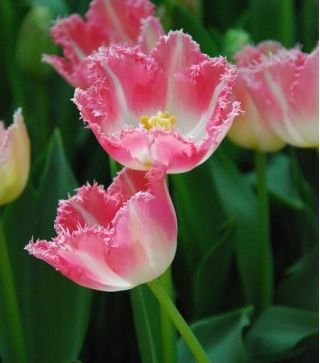 Tulipan Fancy Frills - 5 cebulek