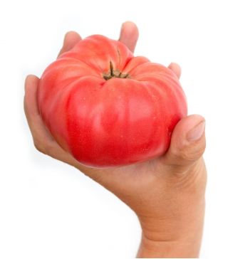 Pomidor Brutus