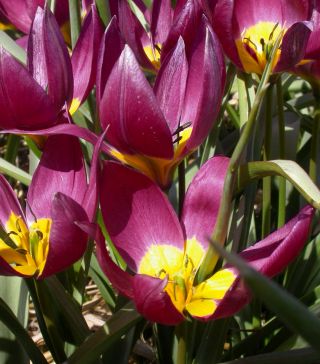 Tulipan botaniczny Eastern Star - 5 cebulek