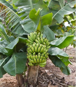 Banan domowy - 5 nasion
