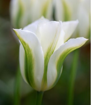 Tulipan Spring Green - 5 cebulek