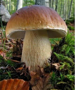 Szczepionka mikoryzowa - jadalne grzyby leśne: borowik szlachetny, podgrzybek brunatny, maślak zwyczajny
