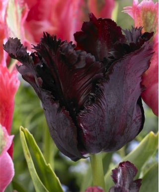 Tulipan Black Parrot - 5 cebulek