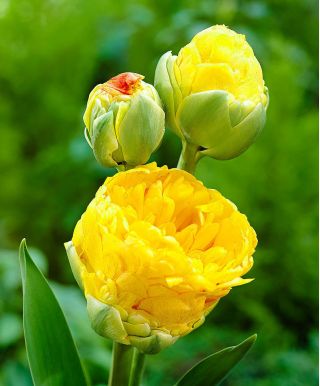 Tulipan lodowy Beauty od Apeldorn - 5 cebulek