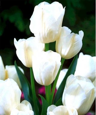 Tulipan White Bouquet - opak. 5 szt.