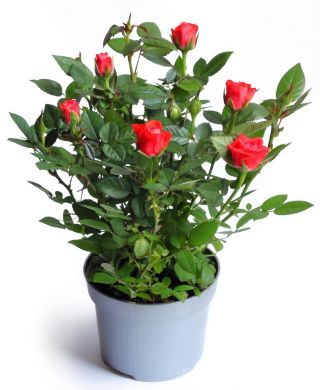 Róża miniaturowa Dark Red - sadzonka w pojemniku P9