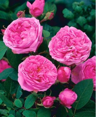 Róża parkowa różowa - sadzonka z bryłą korzeniową