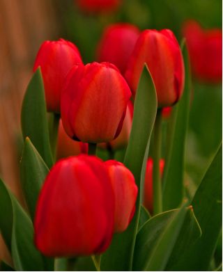 Tulipan czerwony Red - 5 cebulek