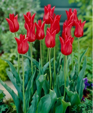 Tulipan liliokształtny czerwony - Lilyflowering red - duża paczka! - 50 szt.