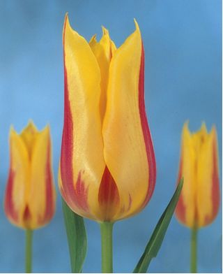 Tulipan liliokształtny Mona Lisa - 5 cebulek