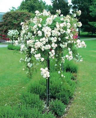 Róża pienna fontannowa biała - sadzonka w pojemniku C4