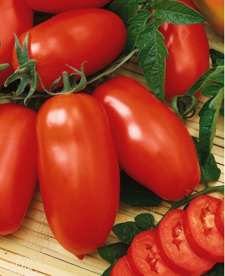 Pomidor Zyska