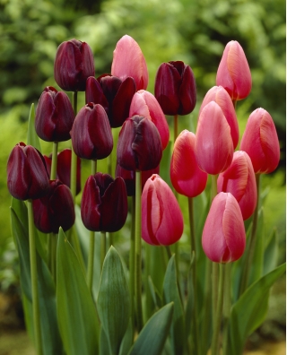 Magia wiosny - zestaw 2 odmian tulipanów - 40 szt.