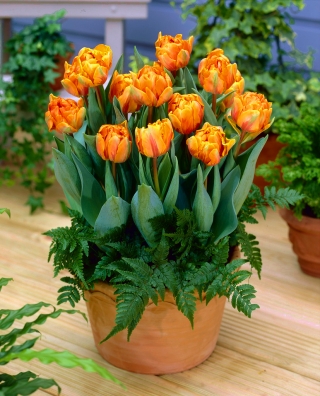 Tulipan Orange Princess - duża paczka! - 50 szt.
