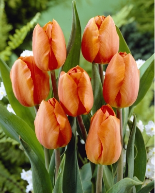 Tulipan pomarańczowy - Orange - GIGA paczka! - 250 szt.