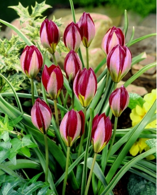Tulipan Red Beauty - duża paczka! - 50 szt.