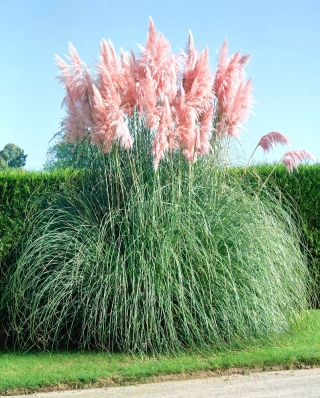 Trawa pampasowa - Różowa - 156 nasion