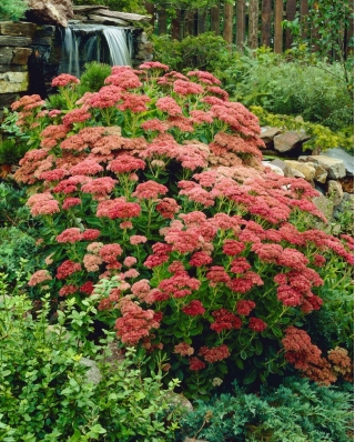 Rozchodnik Herbstfreude - Sedum - sadzonka - GIGA paczka! - 50 szt.