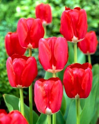 Tulipan Spring Song - duża paczka! - 50 szt.