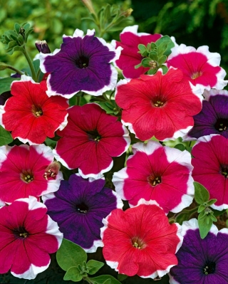 Petunia ogrodowa Iluzja - mieszanka kolorów