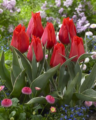 Tulipan niski czerwony - Greigii red - 5 cebulek