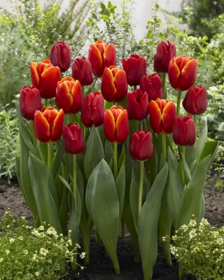 Ogniste tango - zestaw 2 odmian tulipanów - 40 szt.