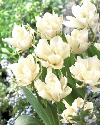Tulipan Exotic Emperor - opak. 5 szt.