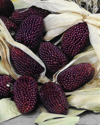 Kukurydza ozdobna truskawkowa - 39 nasion