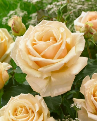 Róża wielkokwiatowa ciemna ecru - sadzonka z bryłą korzeniową