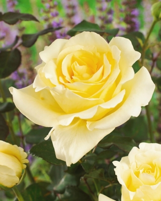 Róża wielkokwiatowa kremowa - sadzonka z bryłą korzeniową