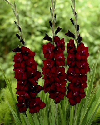 Gladiolus - Mieczyk Black Surprise - 5 cebulek