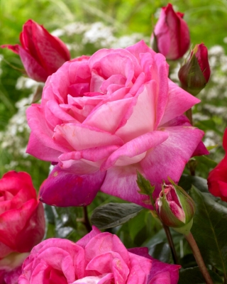 Róża wielkokwiatowa biała różowo obrzeżona - sadzonka z bryłą korzeniową