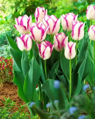 Tulipan Affaire - 5 cebulek