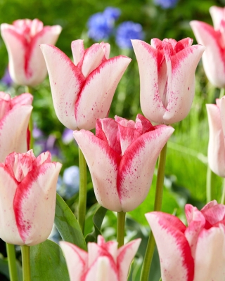 Tulipan Beauty Trend - duża paczka! - 50 szt.