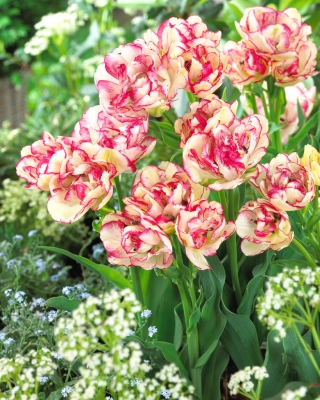 Tulipan Belicia - 5 cebulek