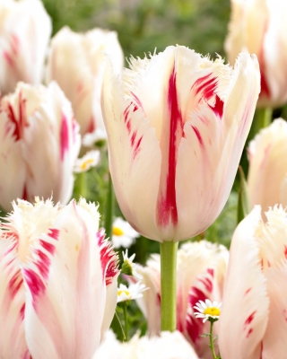 Tulipan Carrousel - 5 cebulek