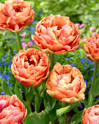 Tulipan Copper Image - 5 cebulek