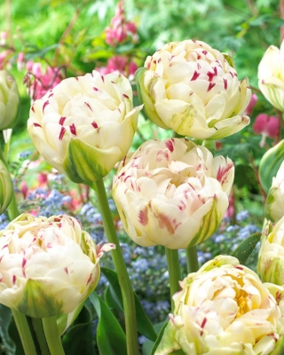 Tulipan Danceline - 5 cebulek