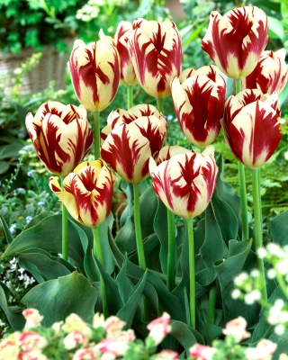 Tulipan Grand Perfection - duża paczka! - 50 szt.