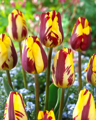 Tulipan Helmar - 5 cebulek
