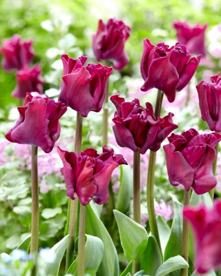 Tulipan Negrita Crown - 5 cebulek