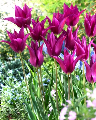 Tulipan Purple Dream - 5 cebulek