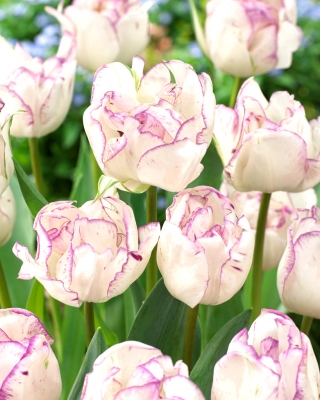 Tulipan Shirley Double - 5 cebulek