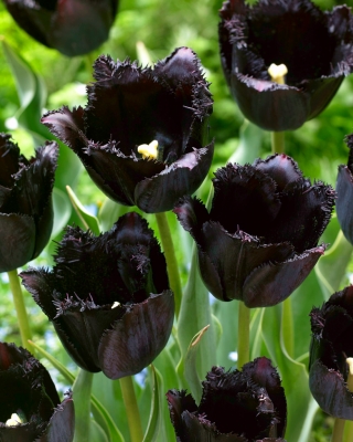 Tulipan Fringed Black - najczarniejszy tulipan ze wszystkich! - 5 cebulek
